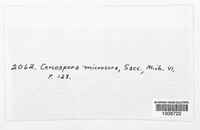 Paracercosporidium microsorum image